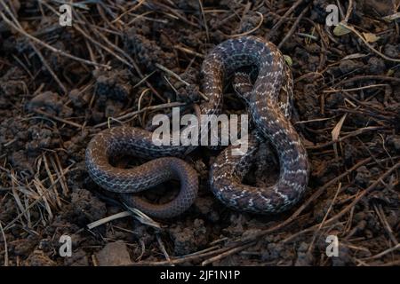 Ein jugendlicher Eastern Yellow-bellied Racer (Coluber constrictor flaviventris) von Jefferson County, Colorado, USA. Stockfoto