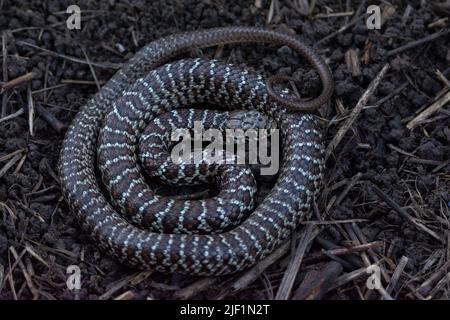 Ein jugendlicher Eastern Yellow-bellied Racer (Coluber constrictor flaviventris) von Jefferson County, Colorado, USA. Stockfoto