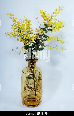 Schöne frische Golden Wattle (AKA Mount Morgan Wattle, Silver Wattle und Queensland Wattle) Acacia Podalyriifolia, in einem dekorativen transluzenten Amber Stockfoto