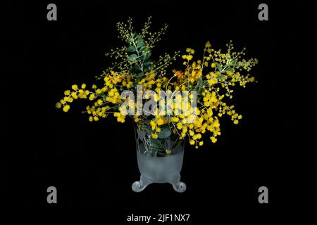 Schöne frische Golden Wattle (AKA Mount Morgan Wattle, Silver Wattle und Queensland Wattle) Acacia Podalyriifolia, in einem ungewöhnlichen dekorativen weiß und Stockfoto