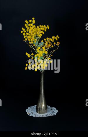 Schöne frische Golden Wattle (AKA Mount Morgan Wattle, Silver Wattle und Queensland Wattle) Acacia Podalyriifolia, in einem Vintage metallic Silber Metall Stockfoto