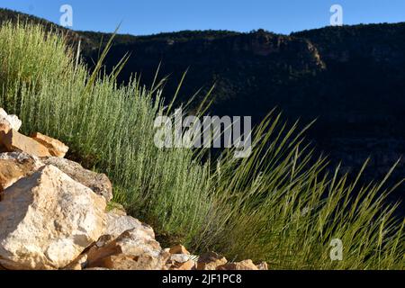 Rasen Sie auf der Seite des Hermit Trail am Südrand des Grand Canyon National Park. Stockfoto