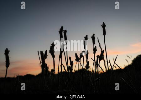 Wiesenfuchsschwänze, die in der Dämmerung silhouettiert wurden Stockfoto