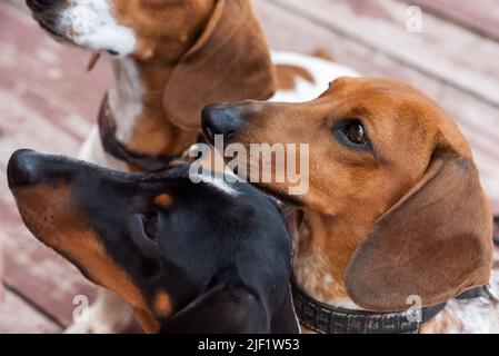 Drei Zwergdachshunde mit aufgespickten Gesichtern. Hochwertige Fotos Stockfoto