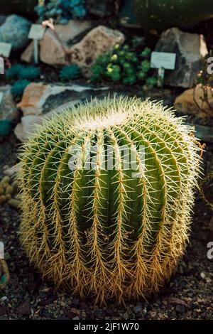 Kakteen in einem Gewächshaus unter den Steinen an einem sonnigen Tag Stockfoto