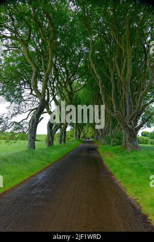 Blick auf Dark Hedges in Ballymoney, Nordirland Stockfoto