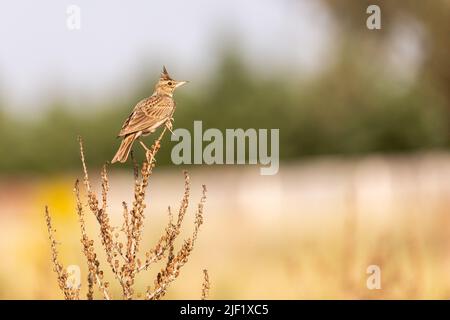 Männlicher ausgeruhter Lark im Busch. Kopierraum Stockfoto