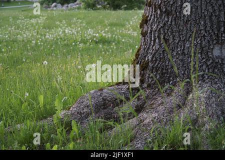 Eine Nahaufnahme eines alten Aschestamms mit Blick auf die Wurzeln in einem Park zwischen dem grünen Gras während der Sommersaison. Die raue Textur des großen dec Stockfoto