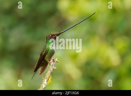 Schwertschnabel-Kolibri - Ensifera ensifera auch Schwertschnabel, Andenregionen Südamerikas, Gattung Ensifera, ungewöhnlich langer Schnabel, um Nektar zu trinken Stockfoto