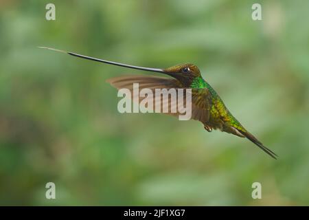 Schwertschnabel-Kolibri - Ensifera ensifera auch Schwertschnabel, Andenregionen Südamerikas, Gattung Ensifera, ungewöhnlich langer Schnabel, um Nektar zu trinken Stockfoto