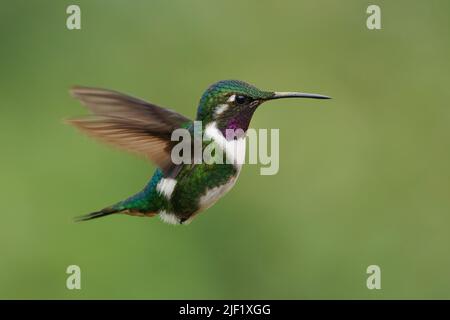 Weißbauchiger Woodstar - Chaetocercus mulsant Kolibri in Trochilidae, kleiner Vogel, der in Bolivien, Kolumbien, Peru, subtropisch oder tropisch feucht gefunden wird Stockfoto