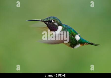 Weißbauchiger Woodstar - Chaetocercus mulsant Kolibri in Trochilidae, kleiner Vogel, der in Bolivien, Kolumbien, Peru, subtropisch oder tropisch feucht gefunden wird Stockfoto