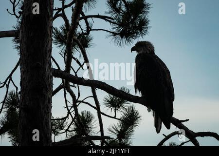 Weißkopfseeadler auf einem Baumzweig, der vor einem blauen Himmel geschildet wurde. Stockfoto