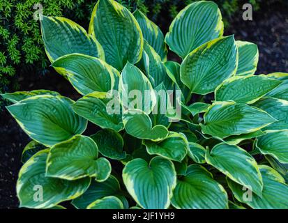 Hosta Funkia, Kochelilien im Garten. Grüne Blätter in Nahaufnahme mit hellem Hintergrund. Selektiver Fokus, niemand Stockfoto