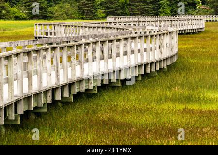 Eine hölzerne Promenade schlängelt sich durch das sumpfige Gebiet hinter Risser's Beach in Nova Scotia. Stockfoto