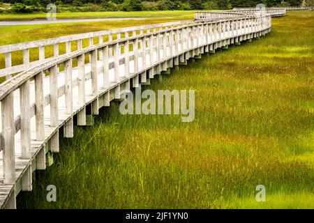 Eine hölzerne Promenade schlängelt sich durch das sumpfige Gebiet hinter Risser's Beach in Nova Scotia. Stockfoto