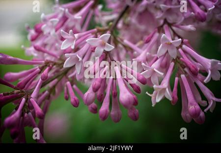 Makrofotografie gewöhnlicher Flieder Calgary Alberta Stockfoto