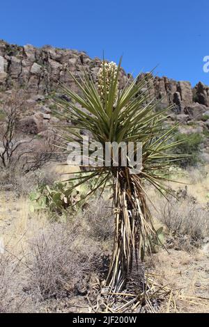 Torreys Yucca mit Klippen im Hintergrund an der Fort Davis National Historical Site in Texas Stockfoto