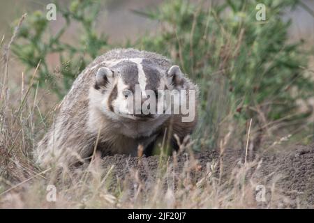 Ein amerikanischer Dachs (Taxidea Taxus) an Point Reyes nationaler Küste in Marin County, Kalifornien, USA. Stockfoto