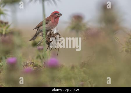 Ein Purpurfink (Haemorhous pureus), der auf Distelsamen in Point Reyes National Seashore in Kalifornien thront und diese frisst. Stockfoto