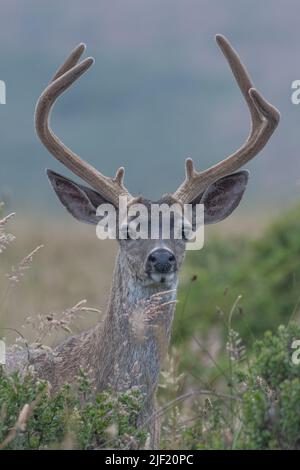 Ein Schwarzwillenhirsch, eine Unterart des Maultierhirsches (Odocoileus hemionus) an Point Reyes National Seashore in Marin County, Kalifornien, USA. Stockfoto