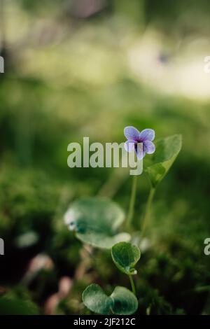 Eine vertikale Aufnahme einer blühenden kleinen Wildblume auf einem Feld Stockfoto