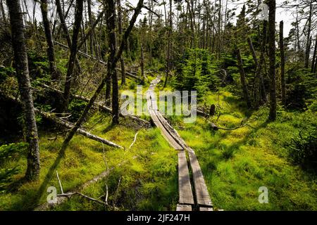 Entenbretter bedrohen ein nasses, schlammiges Gebiet auf einem Pfad in Gaff Point, Nova Scotia, Kanada. Stockfoto