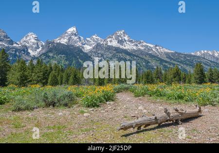 Der Tetons-Aussichtspunkt und die Landschaft im Bundesstaat Wyoming. Stockfoto