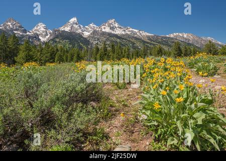 Der Tetons-Aussichtspunkt und die Landschaft im Bundesstaat Wyoming. Stockfoto