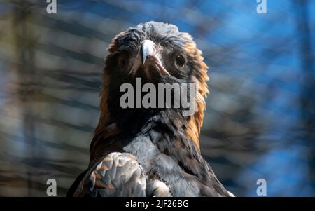 Nahaufnahme des Schwarzbrustbuzzards (Hamirostra melanosteron) in Sydney, NSW, Australien (Foto: Tara Chand Malhotra) Stockfoto