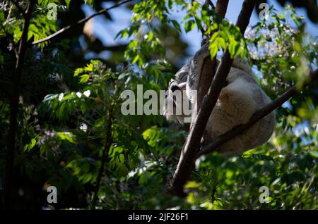 Ein Koala (Phascolarctos cinereus) schläft auf einem Baum in Sydney, New South Wales, Australien (Foto: Tara Chand Malhotra) Stockfoto
