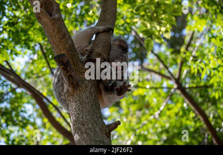 Ein Koala (Phascolarctos cinereus) schläft auf einem Baum in Sydney, New South Wales, Australien (Foto: Tara Chand Malhotra) Stockfoto