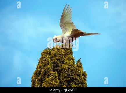 Eine kleine Corella (Cacatua sanguinea) auf einem Baum in Sydney, NSW, Australien (Foto: Tara Chand Malhotra) Stockfoto