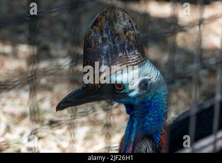 Nahaufnahme eines südlichen Cassowary (Casuarius Casuarius) in Sydney, NSW, Australien (Foto: Tara Chand Malhotra) Stockfoto
