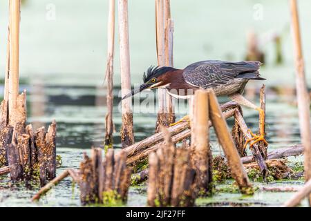 Ein grüner Reiher, Butorides virescens, hütet sich in einem Feuchtgebiet in Culver, Indiana, durch die Kattails Stockfoto