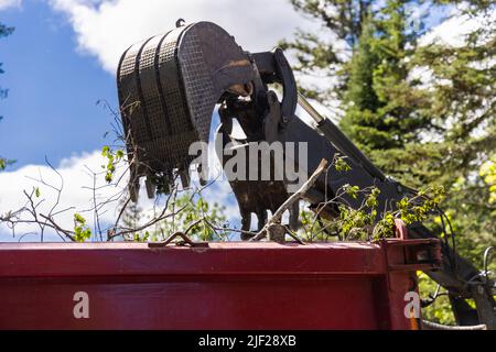 Nahaufnahme des hydraulischen Arms und Schaufeleifers einer schweren Baggermaschine, die nach einem Sturm einen großen roten Müllwagen mit Ästen befüllte. Stockfoto