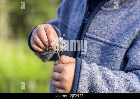 Nahaufnahme der sanften Hände eines Jungen, der einen Dandelion hält und zarte Samen aus dem Kopf pflückt. Mit verschwommenem grünen Hintergrund und Kopierbereich. Stockfoto