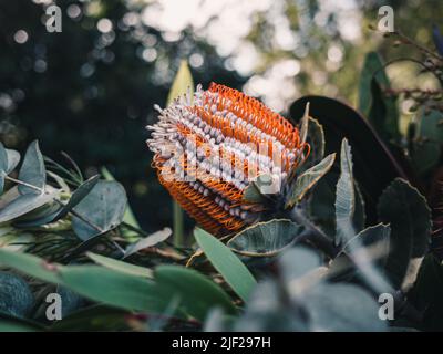 Eine Blumendarstellung australischer einheimischer Blumen mit orangefarbener Banksia Stockfoto