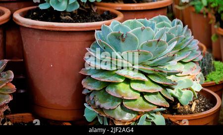 Schöne Zimmerpflanze Echeveria secunda auch bekannt als Alte Hühner und Küken und blaue Echeveria im Topf. Schöner dekorativer und dekorativer Plan Stockfoto