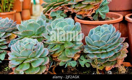 Schöne Zimmerpflanze Echeveria secunda auch bekannt als Alte Hühner und Küken und blaue Echeveria im Topf. Schöner dekorativer und dekorativer Plan Stockfoto