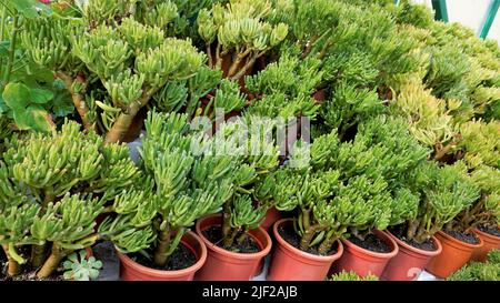 Schöne exotische seltene crassula ovata gollum Finger Jade Pflanze aus einem Kindergarten Garten. Dekorative und dekorative Zimmerpflanze. Stockfoto