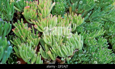 Schöne exotische seltene crassula ovata gollum Finger Jade Pflanze aus einem Kindergarten Garten. Dekorative und dekorative Zimmerpflanze. Stockfoto