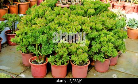 Schöne exotische seltene crassula ovata gollum Finger Jade Pflanze aus einem Kindergarten Garten. Dekorative und dekorative Zimmerpflanze. Stockfoto