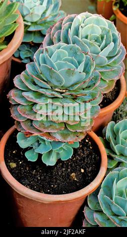 Schöne Zimmerpflanze Echeveria secunda auch bekannt als Alte Hühner und Küken und blaue Echeveria im Topf. Schöner dekorativer und dekorativer Plan Stockfoto