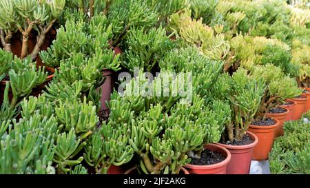 Schöne exotische seltene crassula ovata gollum Finger Jade Pflanze aus einem Kindergarten Garten. Dekorative und dekorative Zimmerpflanze. Stockfoto