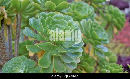 Nahaufnahme des schönen Aeonium Arboreum, auch bekannt als Aeonium, Aenium, irische Rose, Houseleek oder schwarzer Prinz. Blume mit natürlichem Muster. Stockfoto