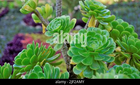 Nahaufnahme des schönen Aeonium Arboreum, auch bekannt als Aeonium, Aenium, irische Rose, Houseleek oder schwarzer Prinz. Blume mit natürlichem Muster. Stockfoto