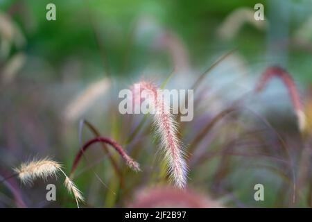 Wildes Schilfgras, ausgewählter Fokus. Natur, Sommer Hintergrund Konzept. Stockfoto