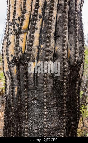 Saguaro Cactus Nahaufnahme in Sabino Canyon Recreation Area, Arizona. Stockfoto