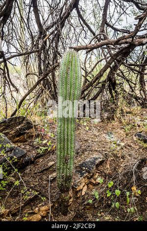 Junger Saguaro Kaktus, der im Schatten eines Baumes wächst. Sabino Canyon Erholungsgebiet. Stockfoto